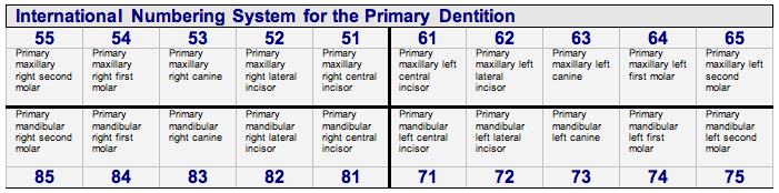 International Primary Teeth Table.png